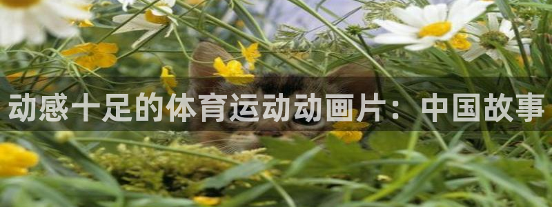 中欧体育kok官网首页