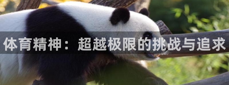 中欧体育官网入口